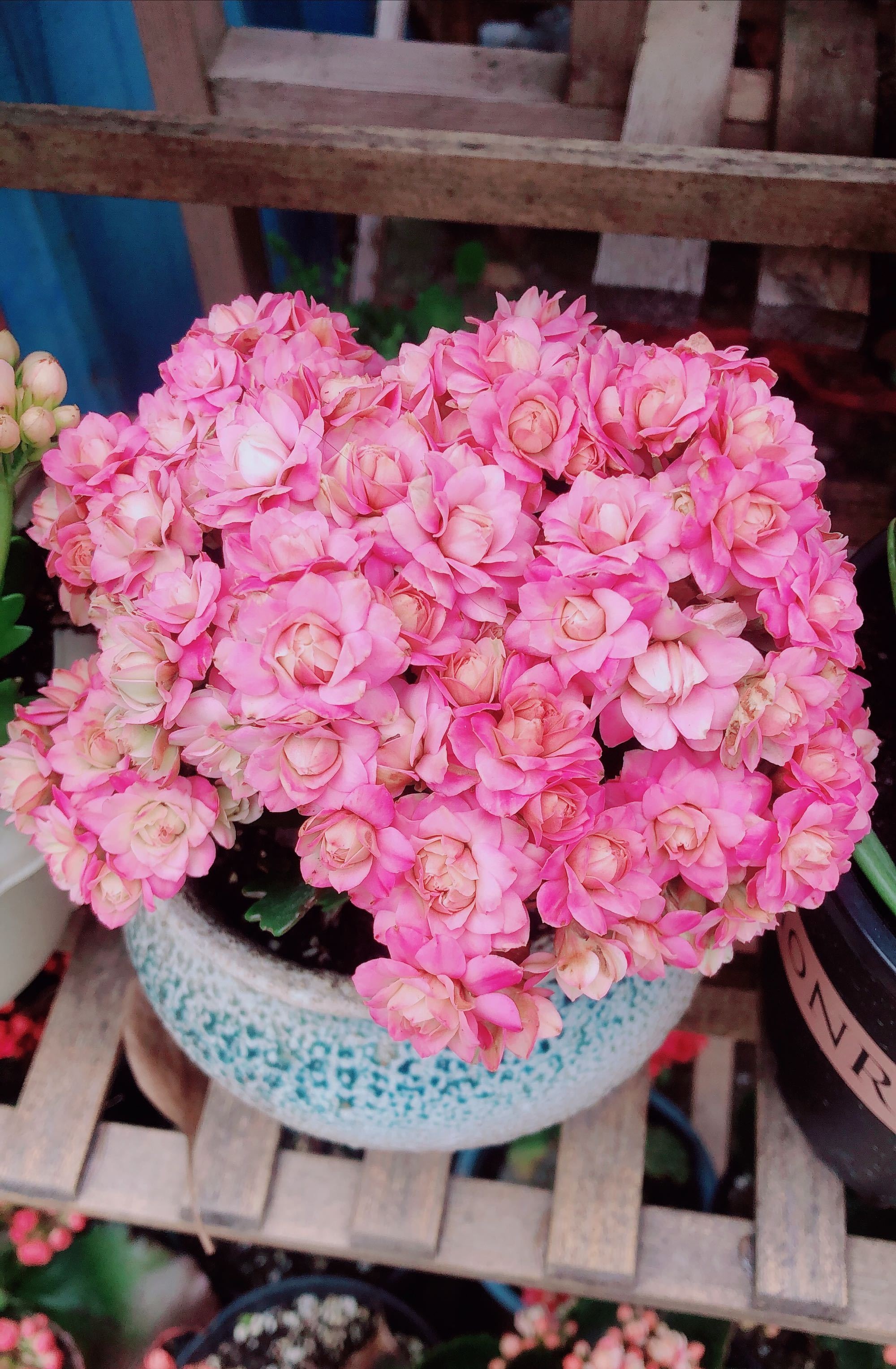 澳大利亚球队全面开花：悉尼风光无限